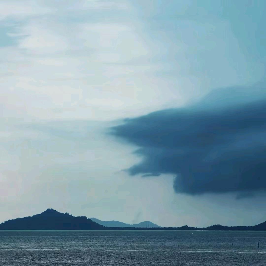 一只海鸥