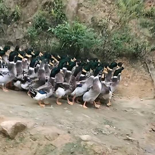 大山里的土货