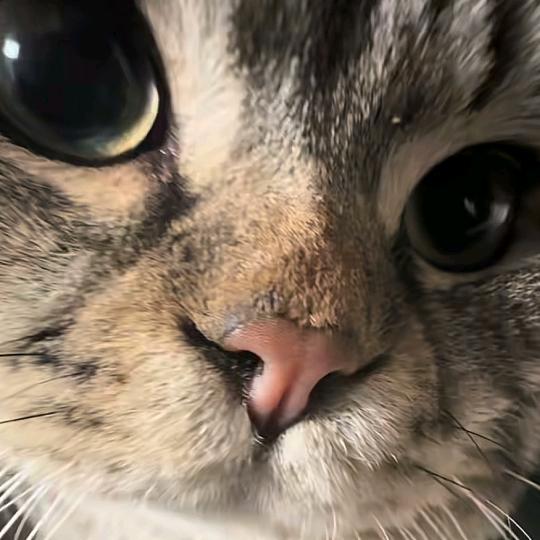 街尾的招财猫