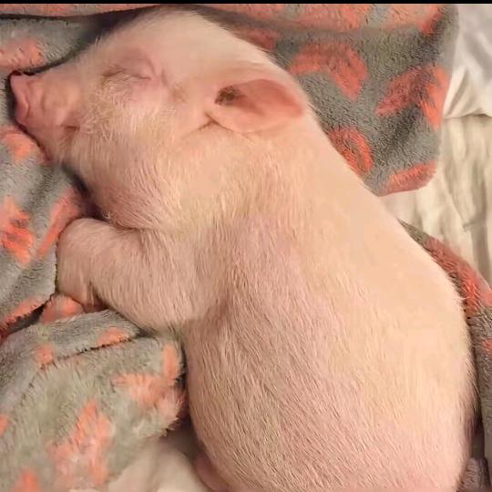 苏白说☜