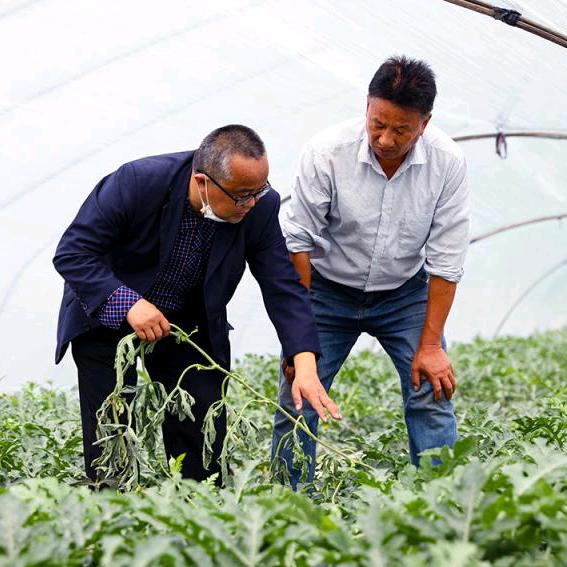 真赞农业-瓜王聊瓜