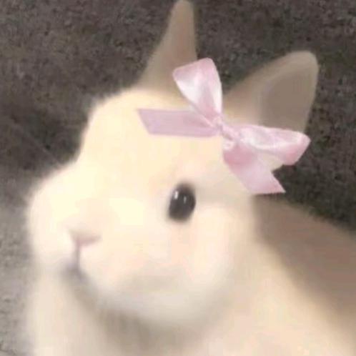 🐰