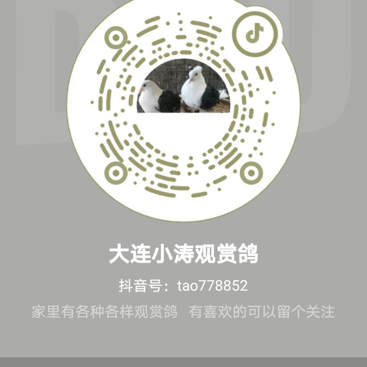大连小涛观赏鸽
