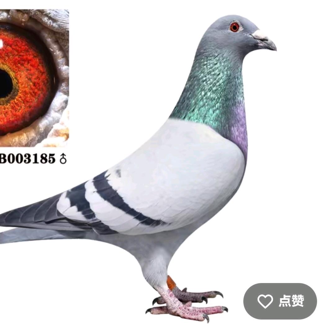 优优养鸽