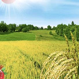 ～～一片稻子🌾🌾🌾