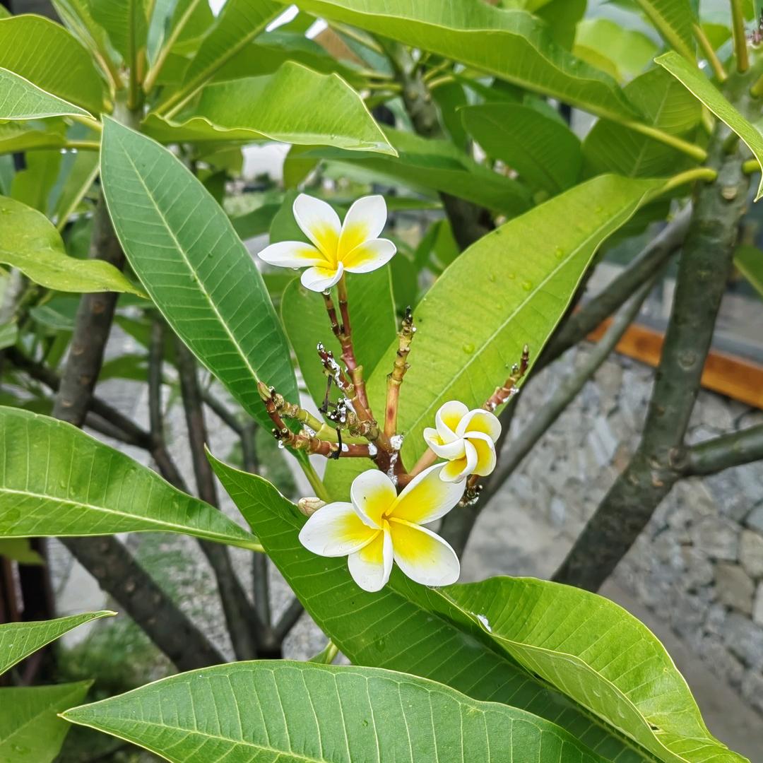 青山书法