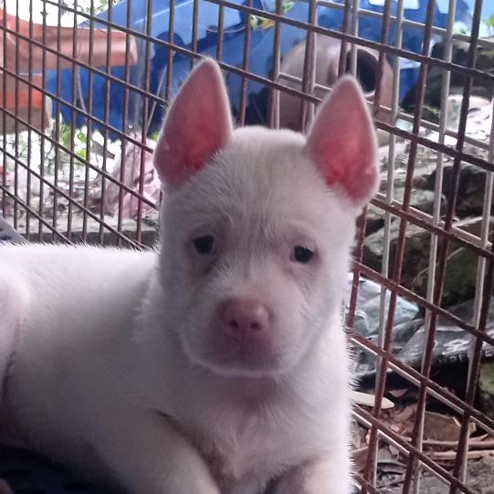 下司  从江  土猎犬