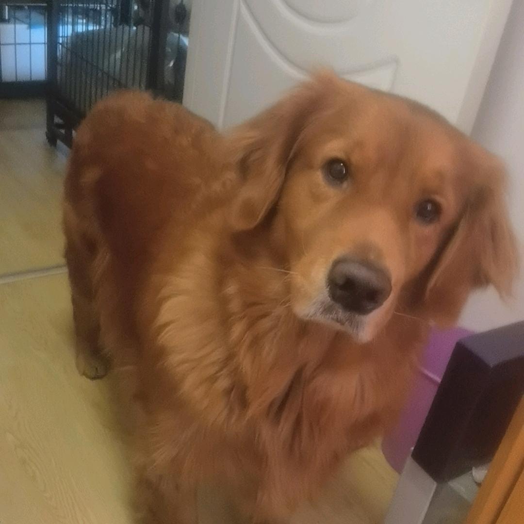 汪汪杂货铺