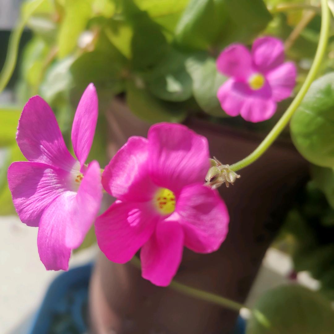 木芙蓉