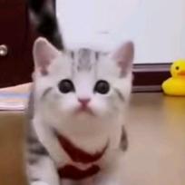 誓言(涨有效粉丝)