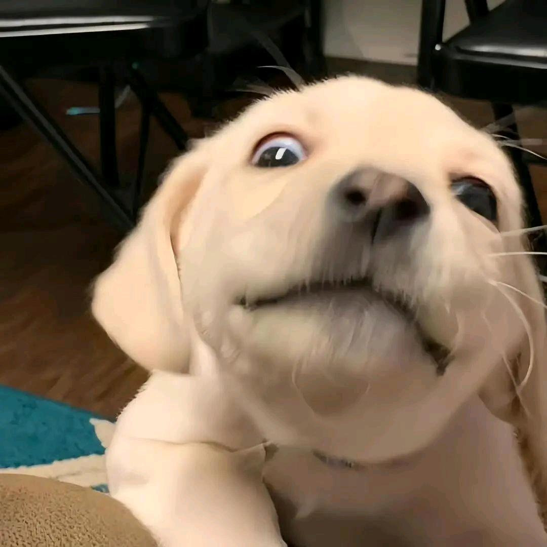 潇楚河