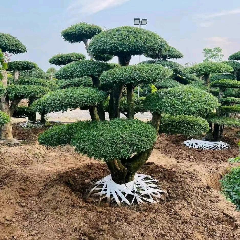 景之绿园林