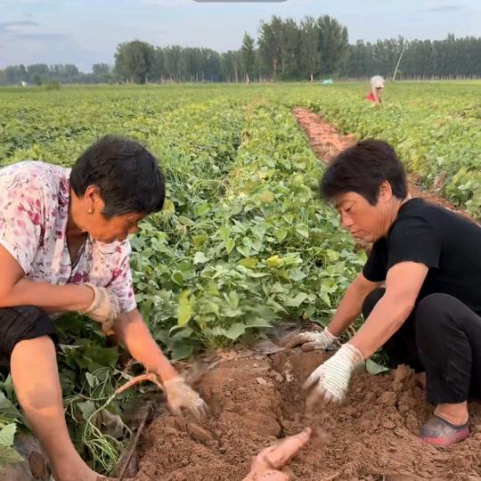 榴王爷
