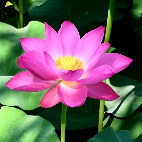 🌹玫瑰心语🌹
