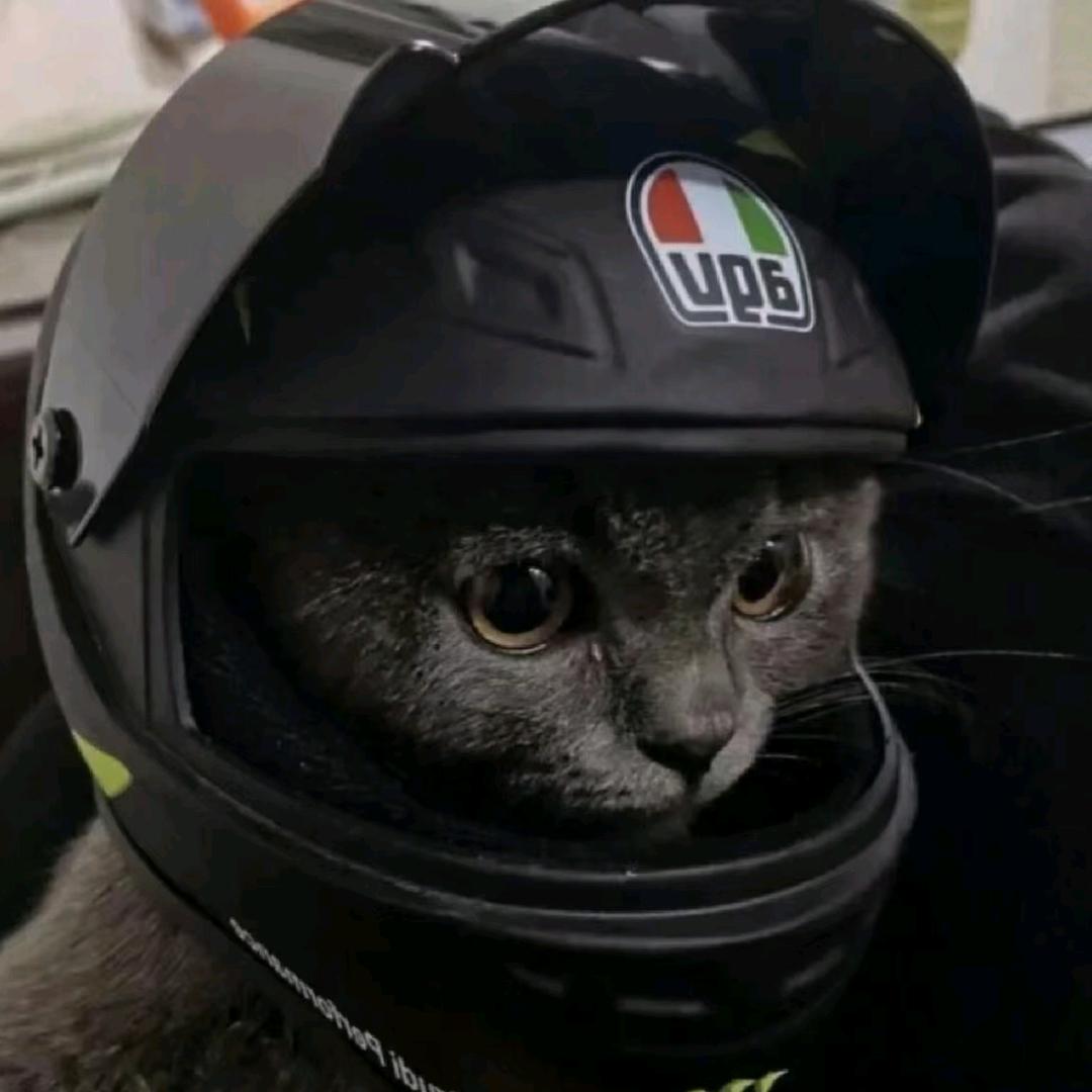 没有觉的猫