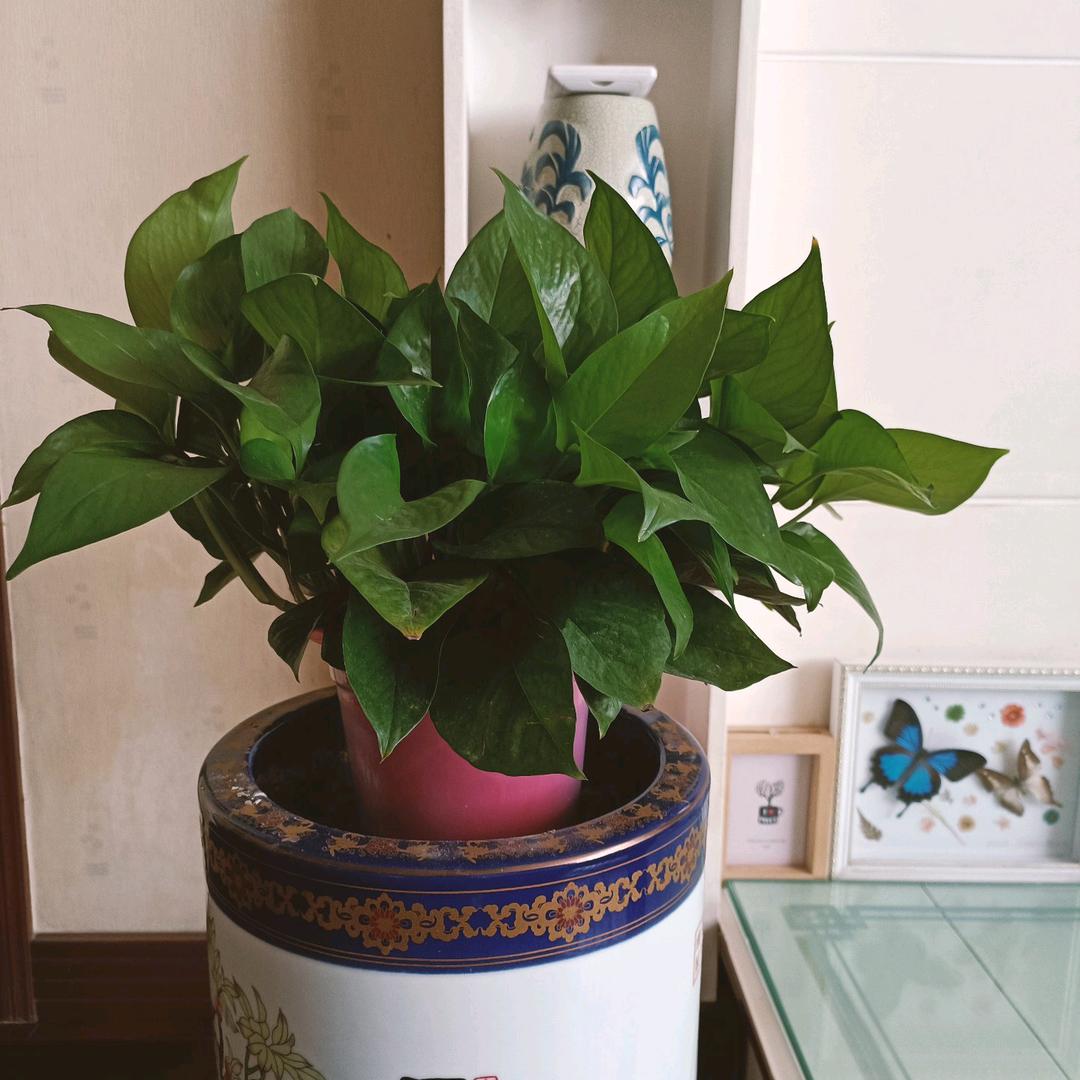龙哥