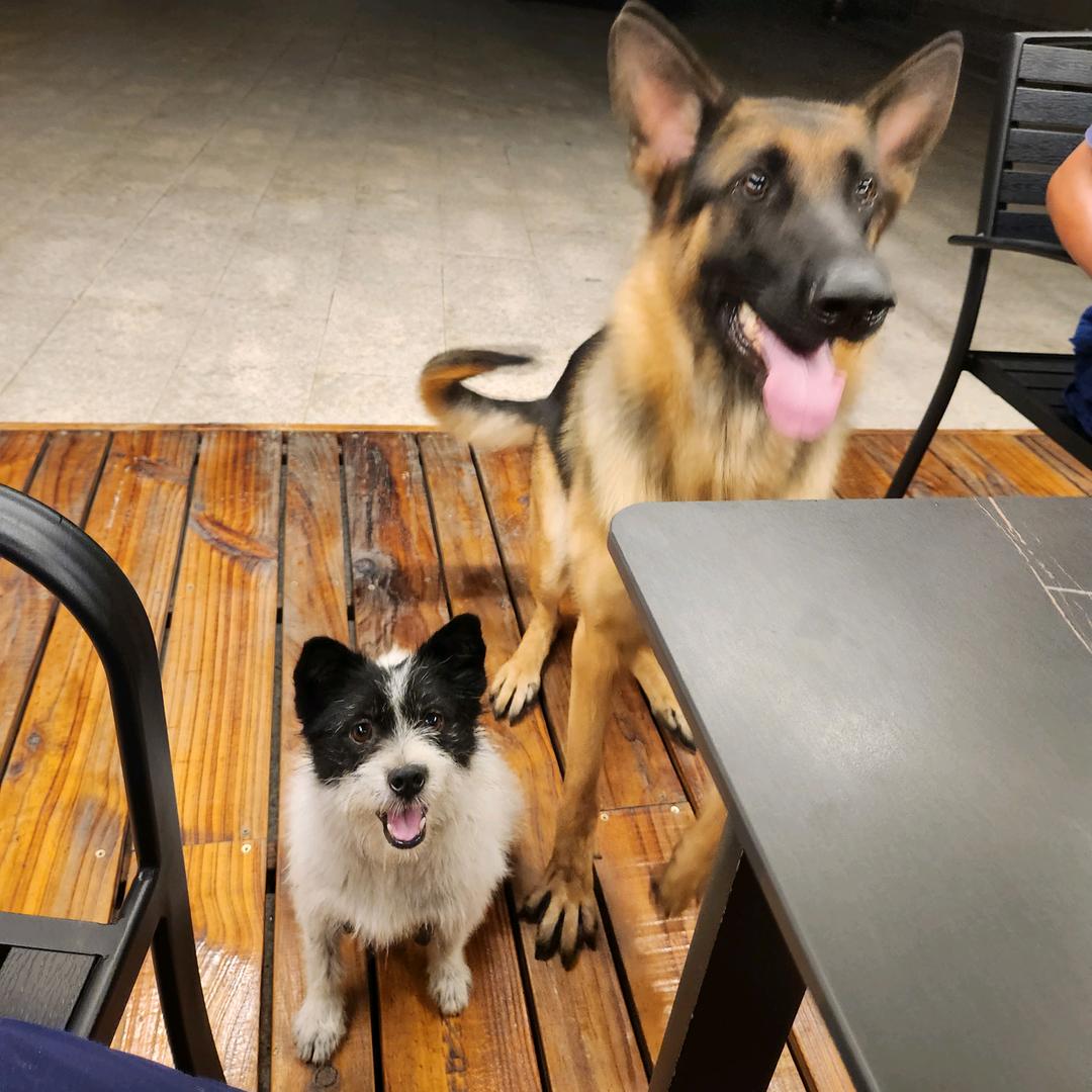 凯尔诺和小斑马