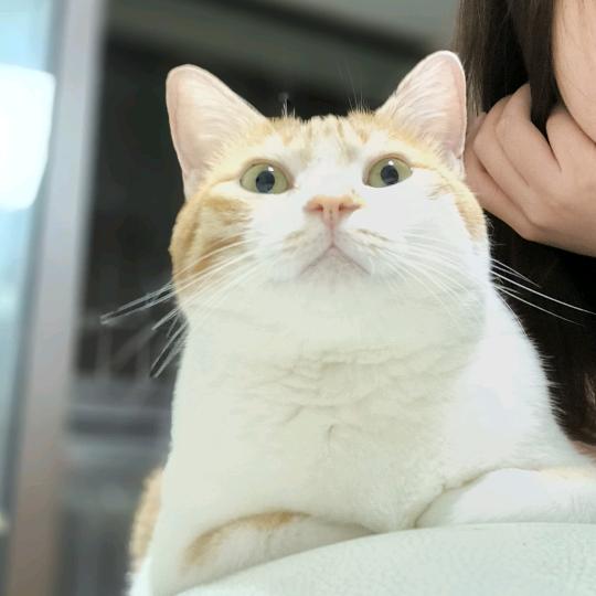 小哦呀