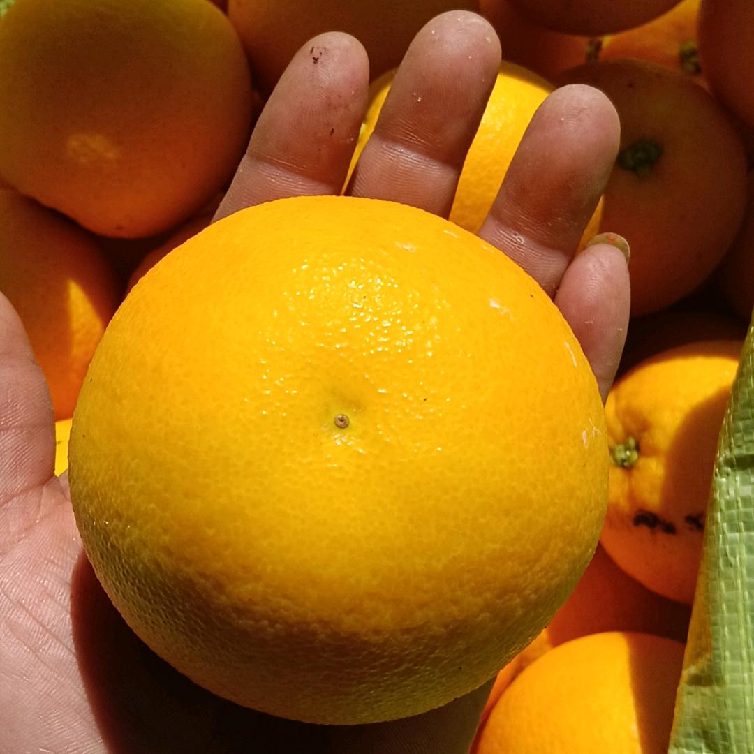 麻阳中意农产品