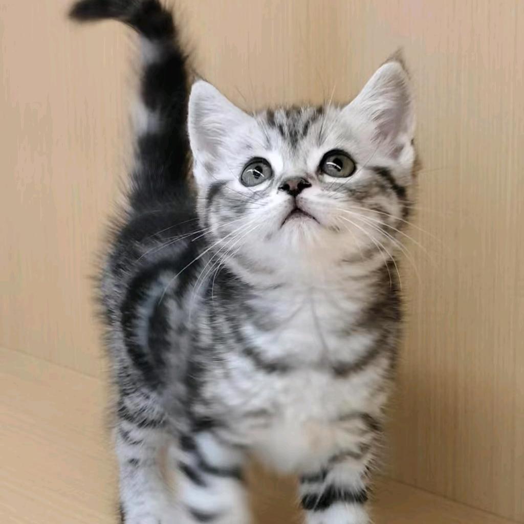 精灵美短猫