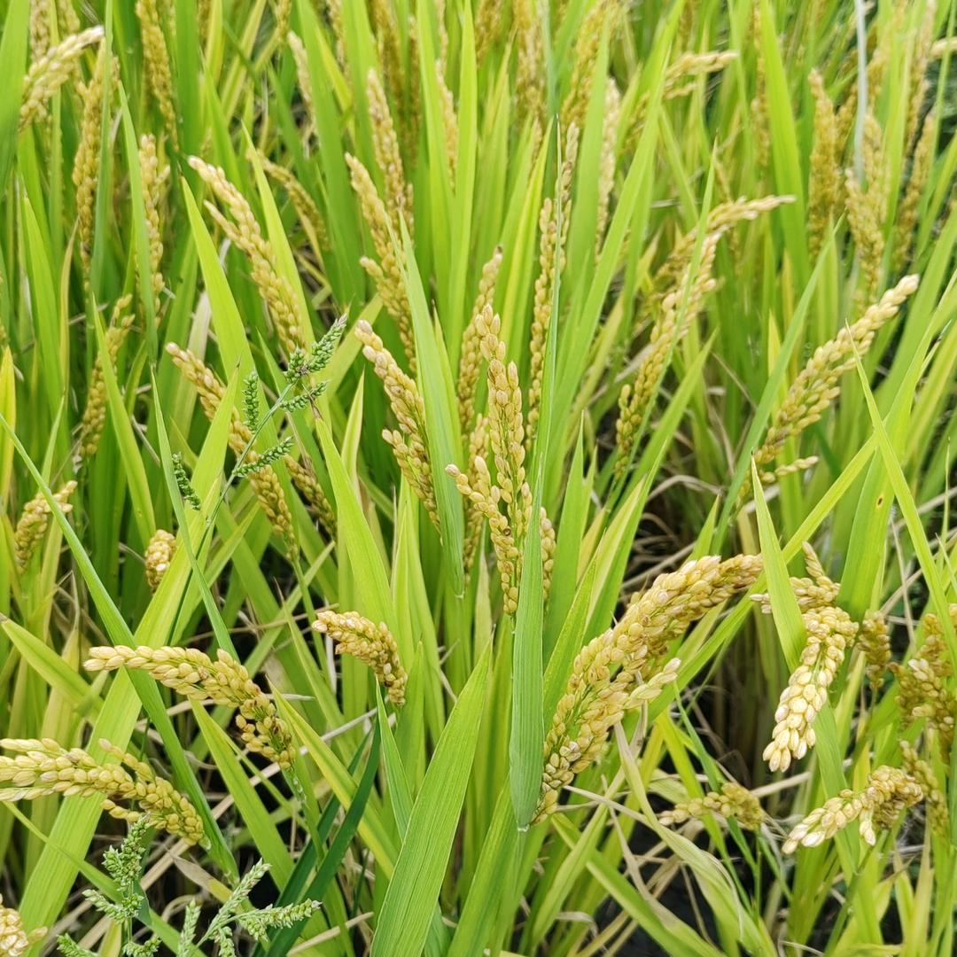 丰收520