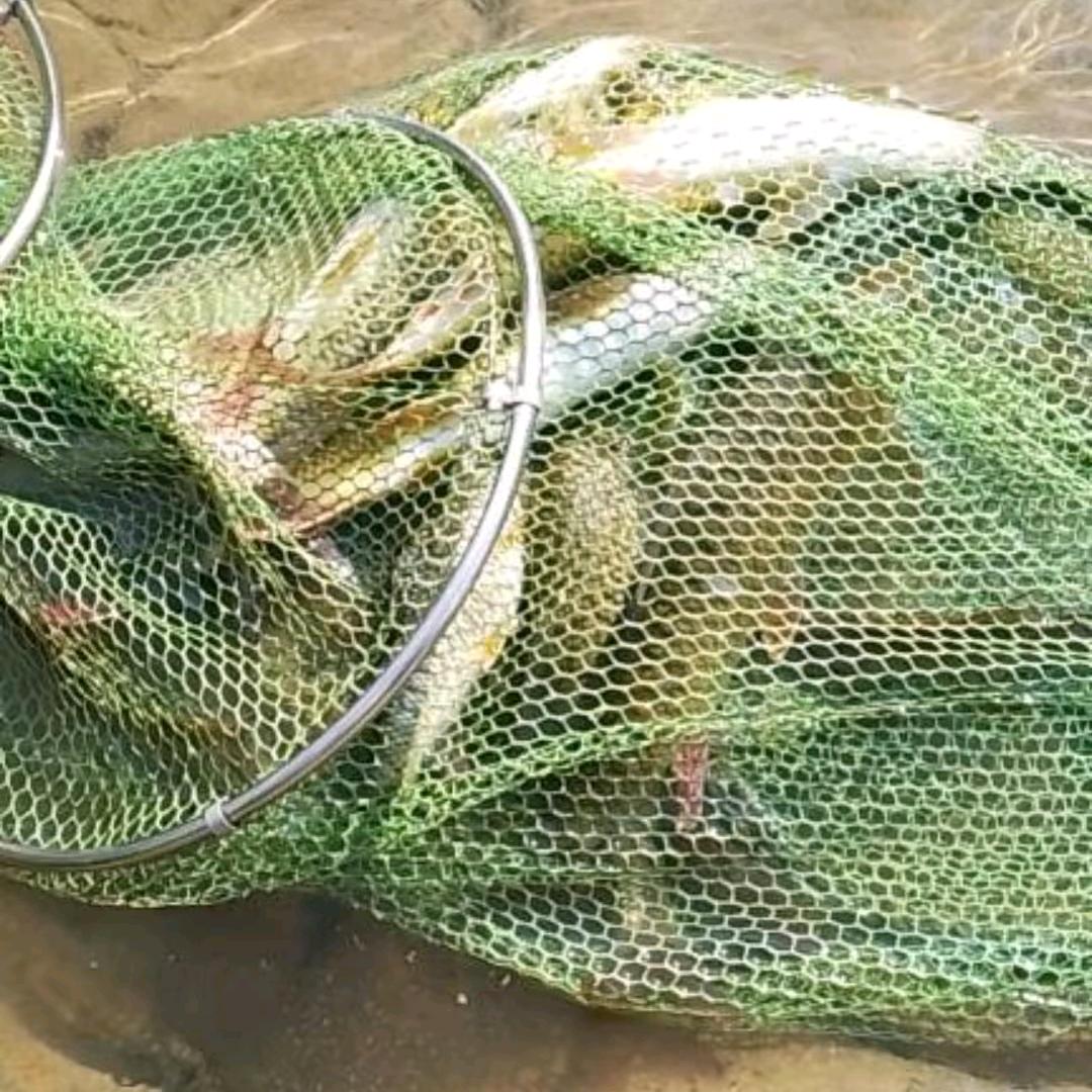 黄老三