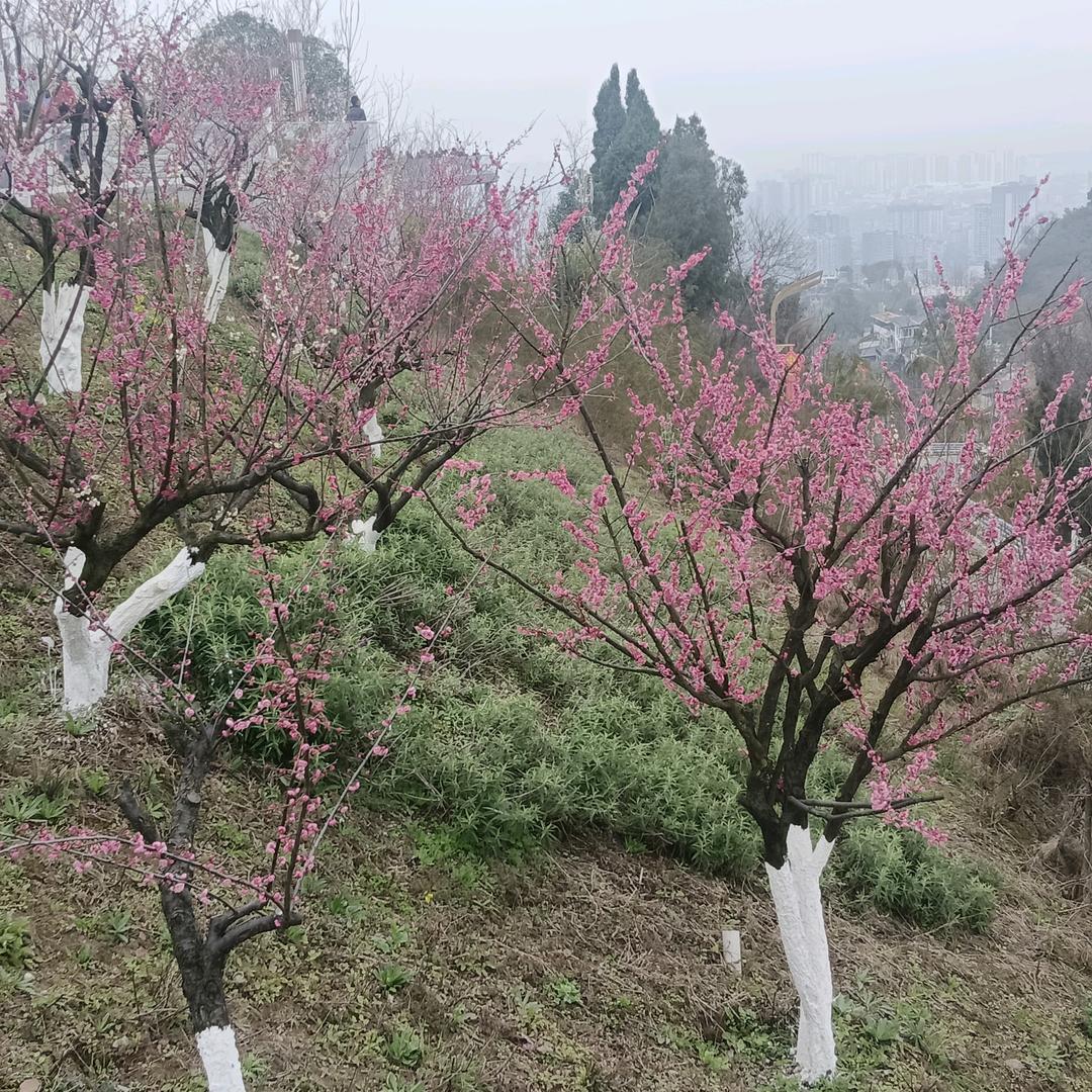 王花花