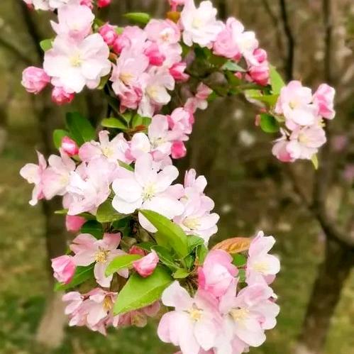 富贵花开