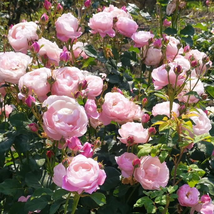 绍兴上虞少波月季