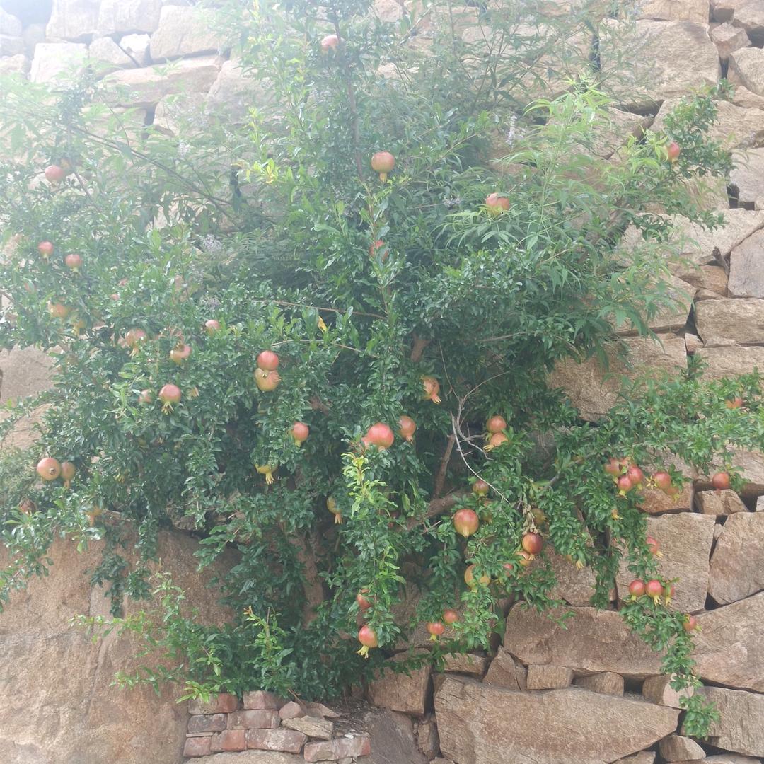 济南市钢城区亿居农牧科技园