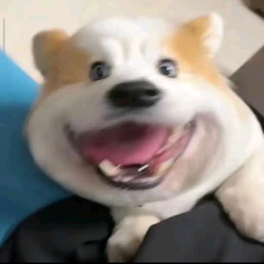 钮祜禄懒大王
