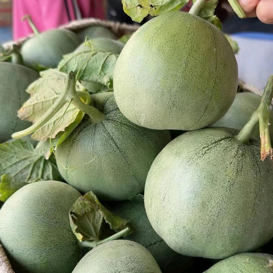 砀山县泽润瓜果专业合作社