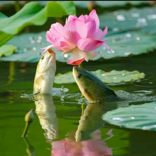 平心堂赐福[福]