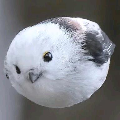 爱吃莲藕糕的无涯道人头像