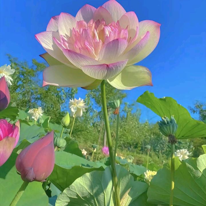 开心