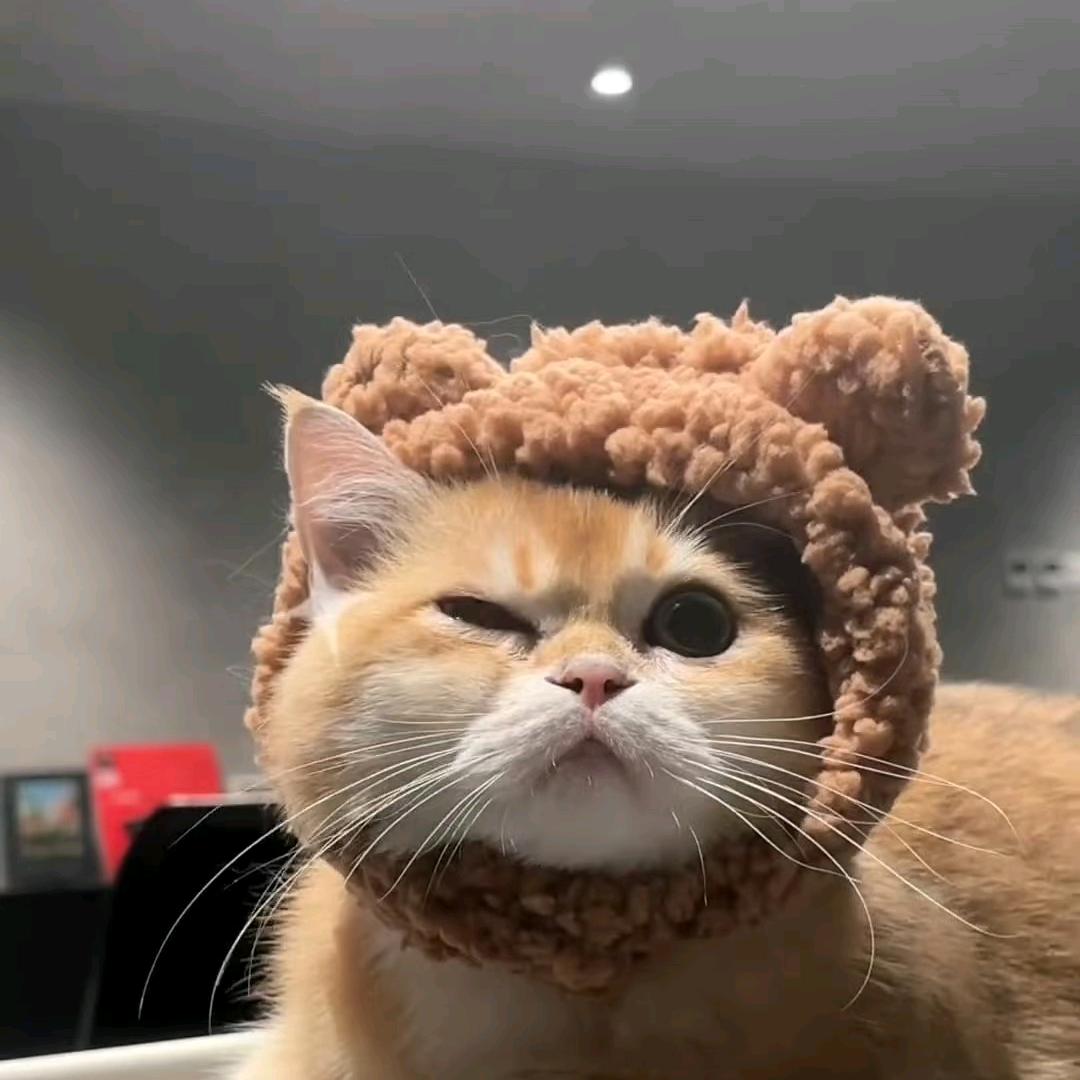 壳十九