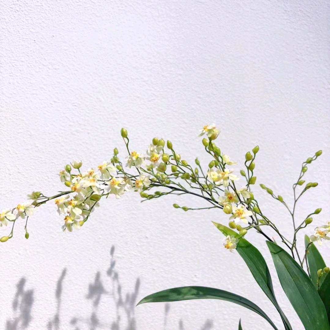 红豆舒适男装