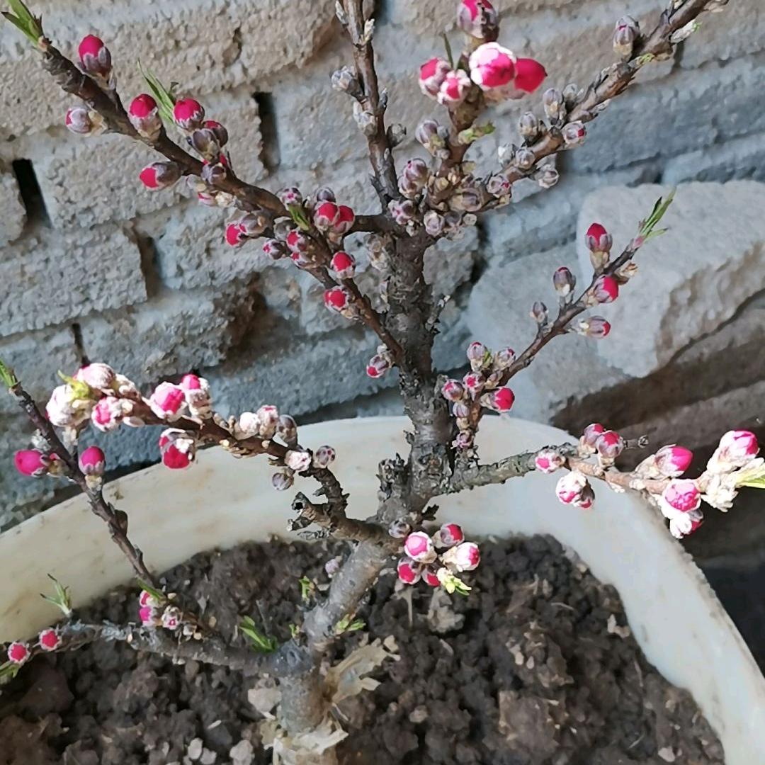 🦋🦋🦋执～著🦋🦋🦋