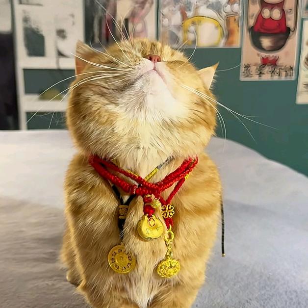 超力猫