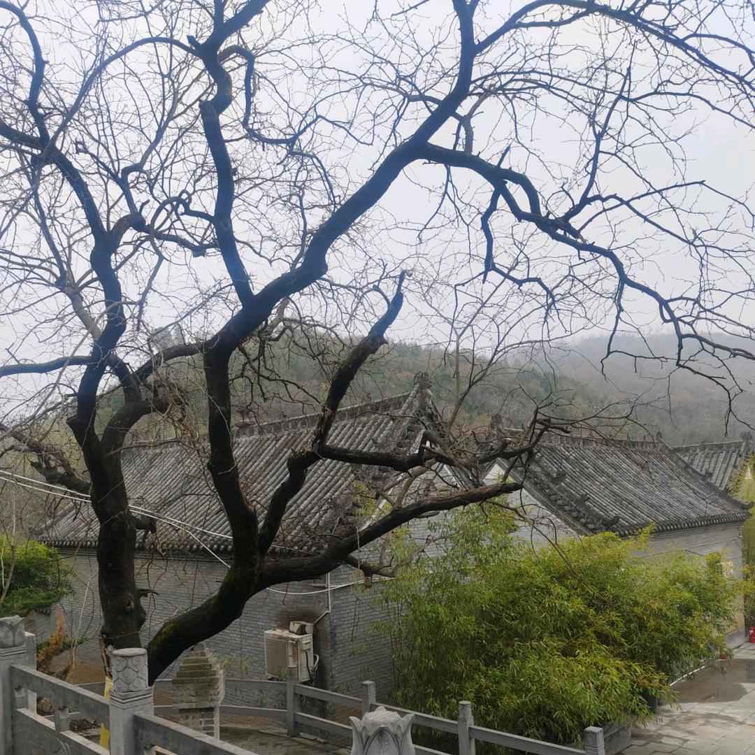 龙门宗霖