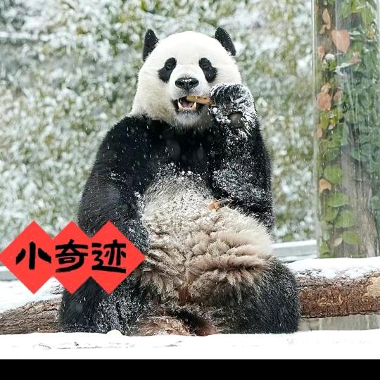 小奇迹