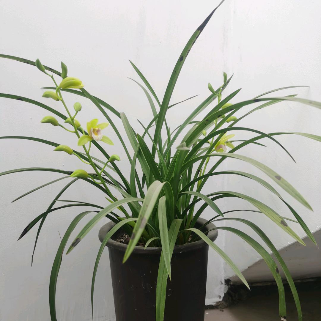 常妹咡吉祥如意