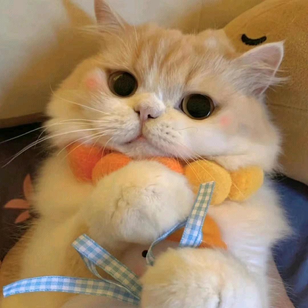@彤🍎