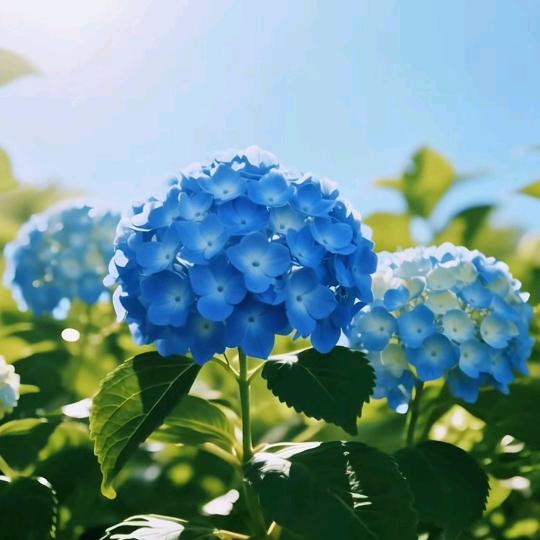 桦川