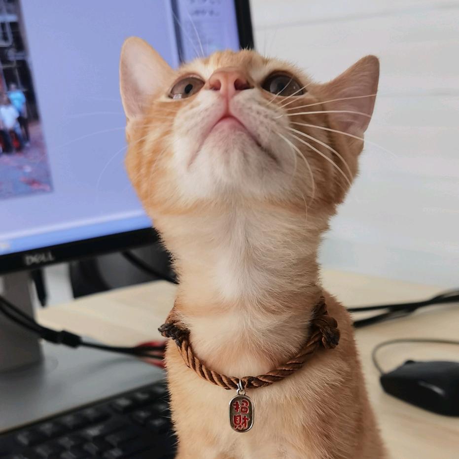 👑安妮宝贝👑