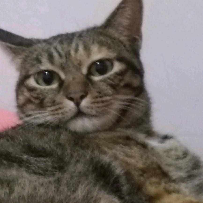 糕子来了