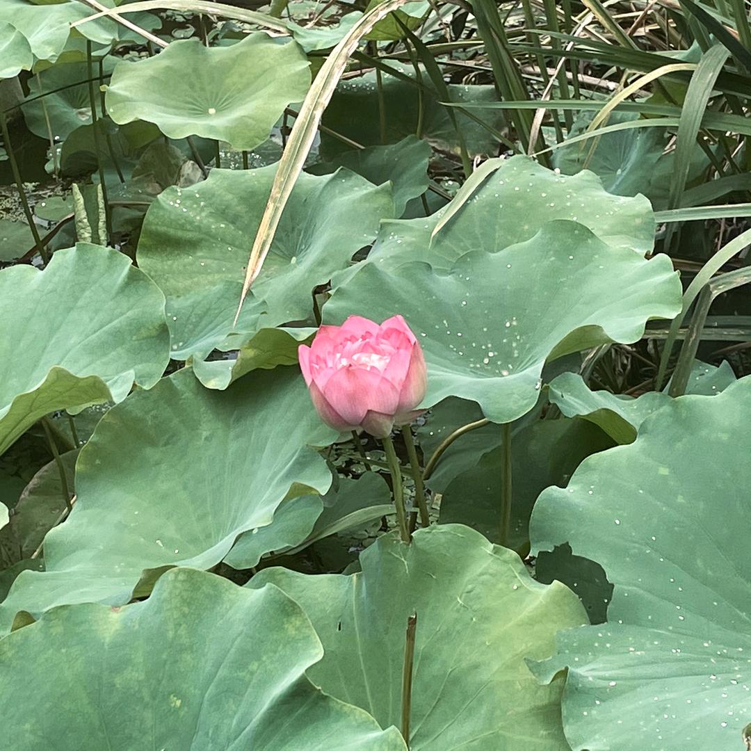 星耀街舞 小海老师