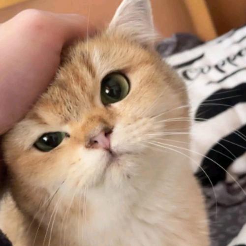 Mie