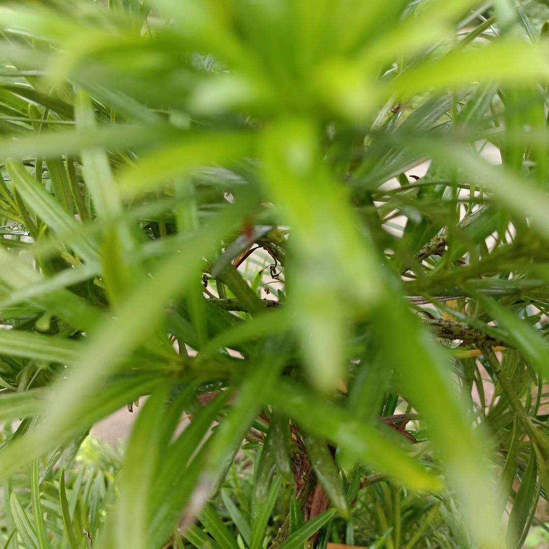 青松不惧寒
