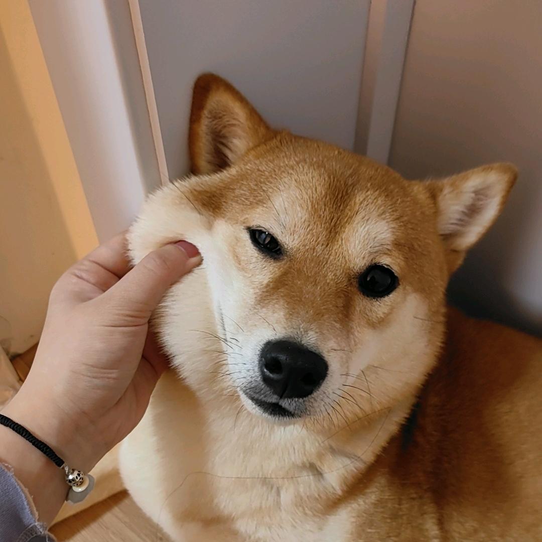 小羊不在